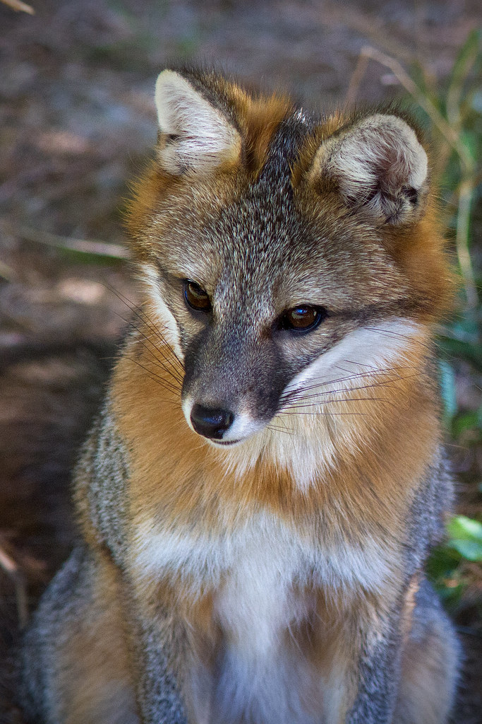 grey fox maine wildlife park in gray Eva 8 Flickr