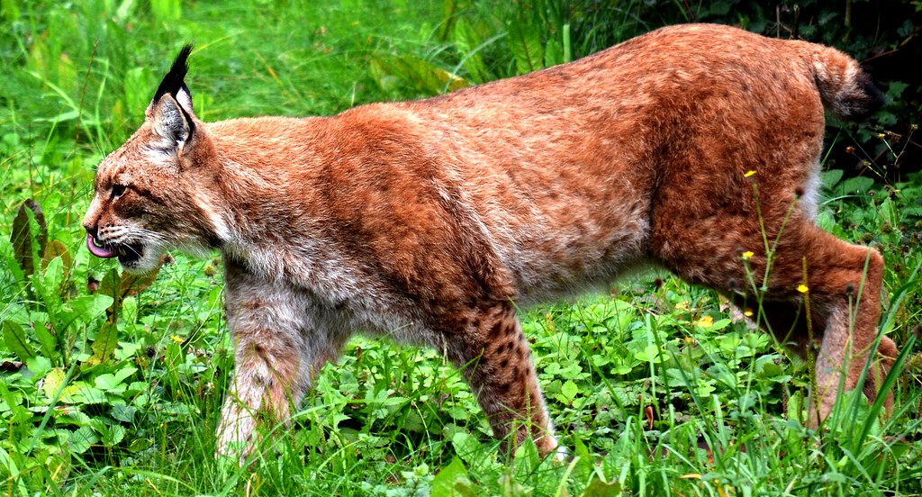 Luchs auf dem Weg zur Beute The Eurasian lynx smelling t… Flickr
