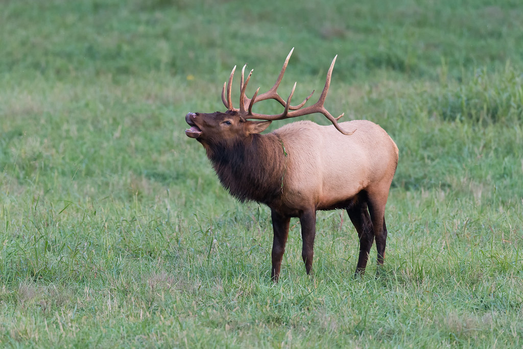 Bugling Buffalo River Elk A hefty, healthy bull elk sounds… Flickr