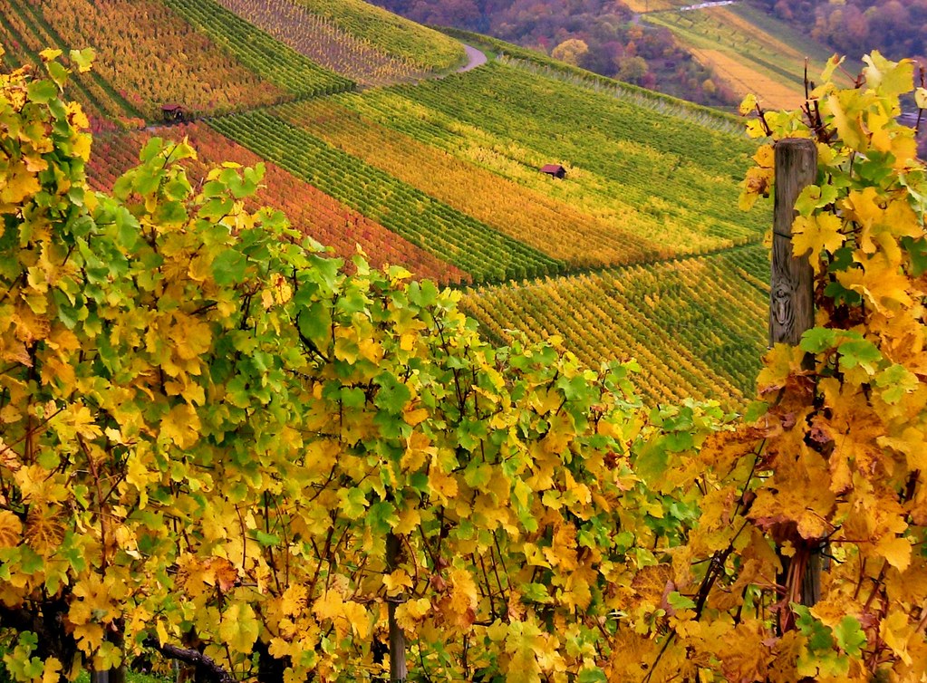 StuttgartRotenberg, Weinberge im Herbst, 73130/4092 Flickr