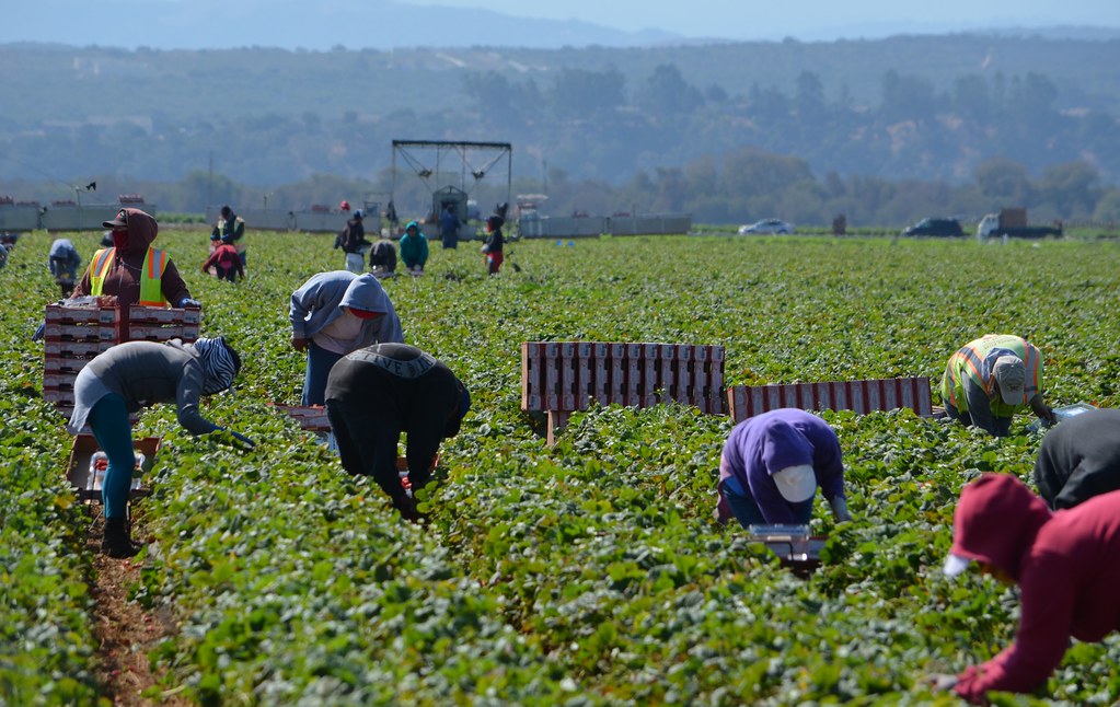 Salinas, California Strawberry Harvesting September 11… Flickr