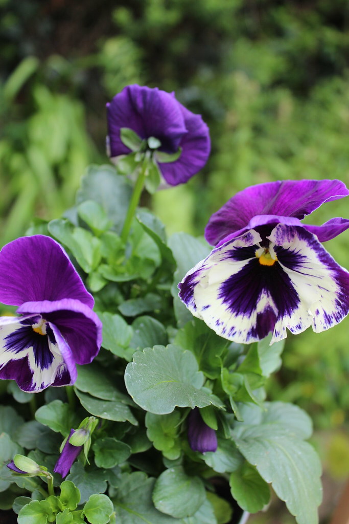Pansies Pansies in a pot on the table of our bench. dave timms Flickr