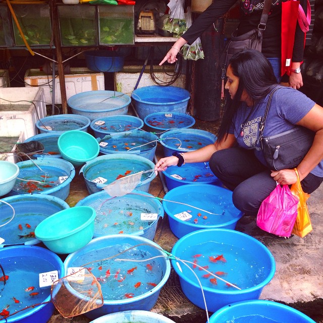 Aquarium Fish Shop In Kuala Lumpur Aquarium Views
