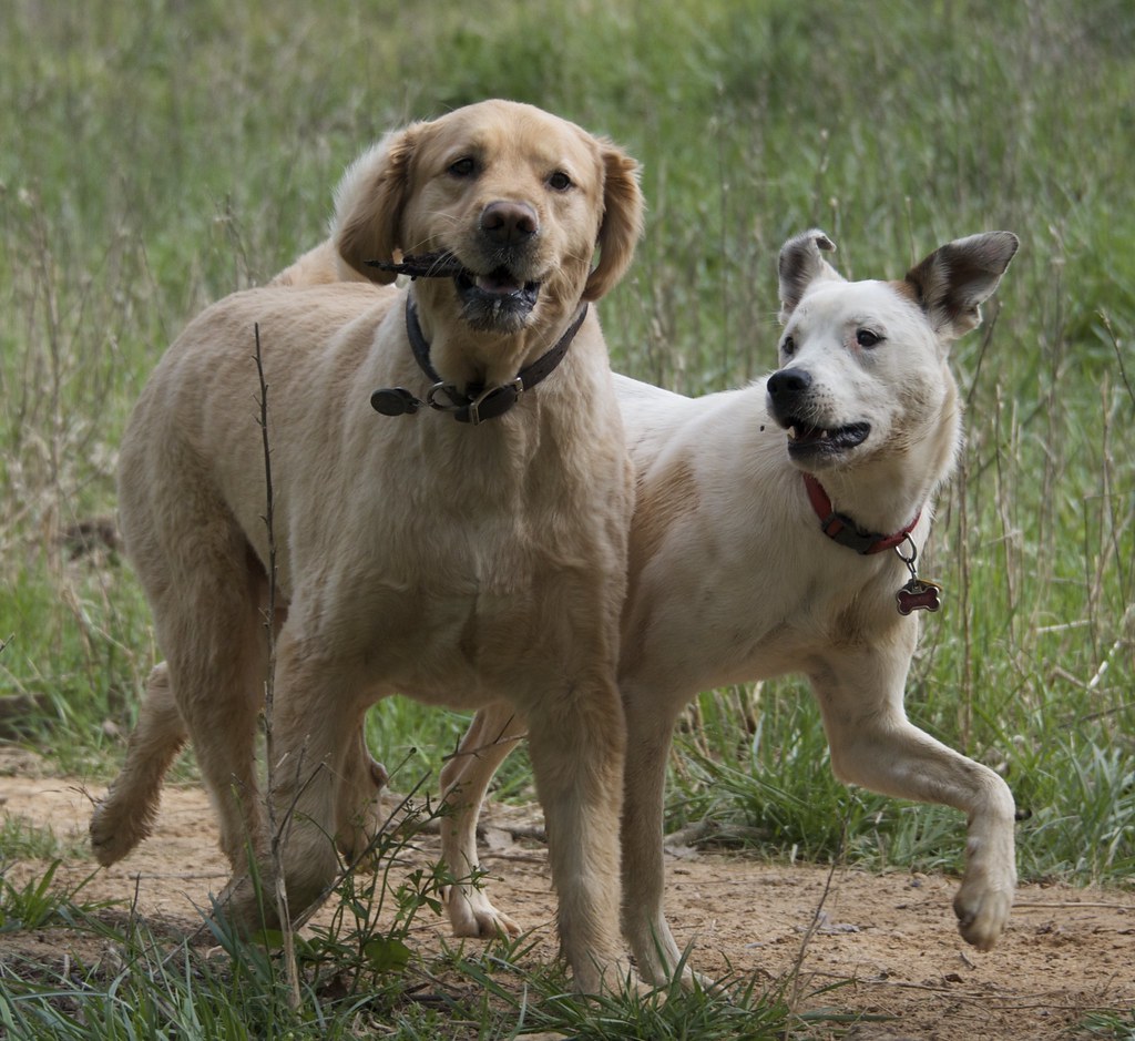 Desperate Dogs Braselton … Flickr