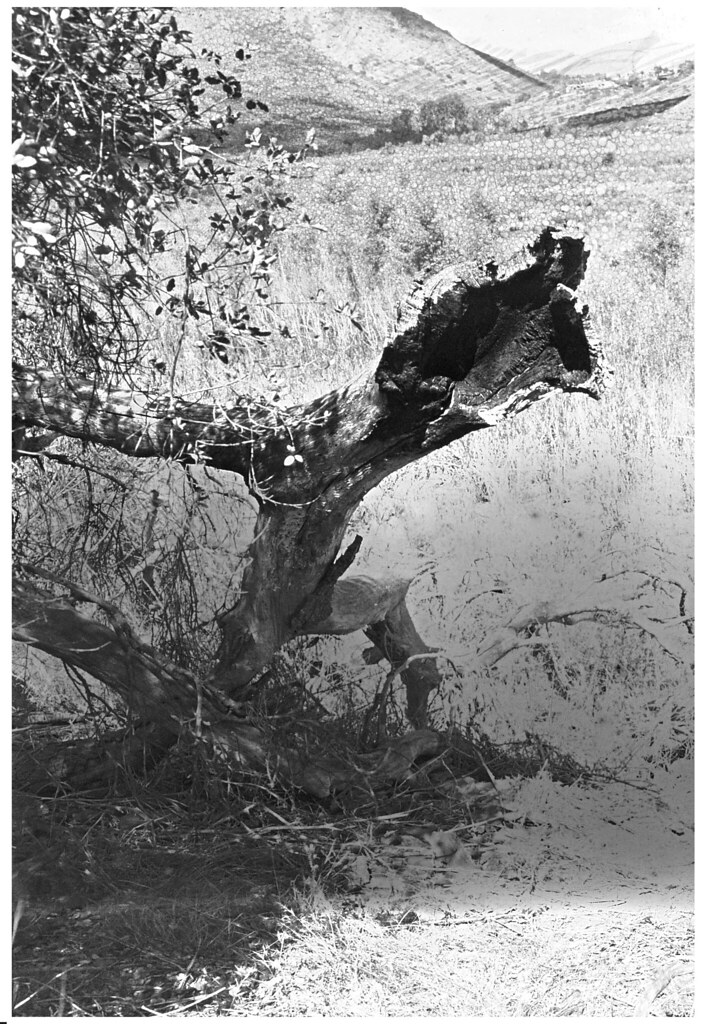 Dry lake bed Lake Hodges dryland; reversal image using TMP… Flickr