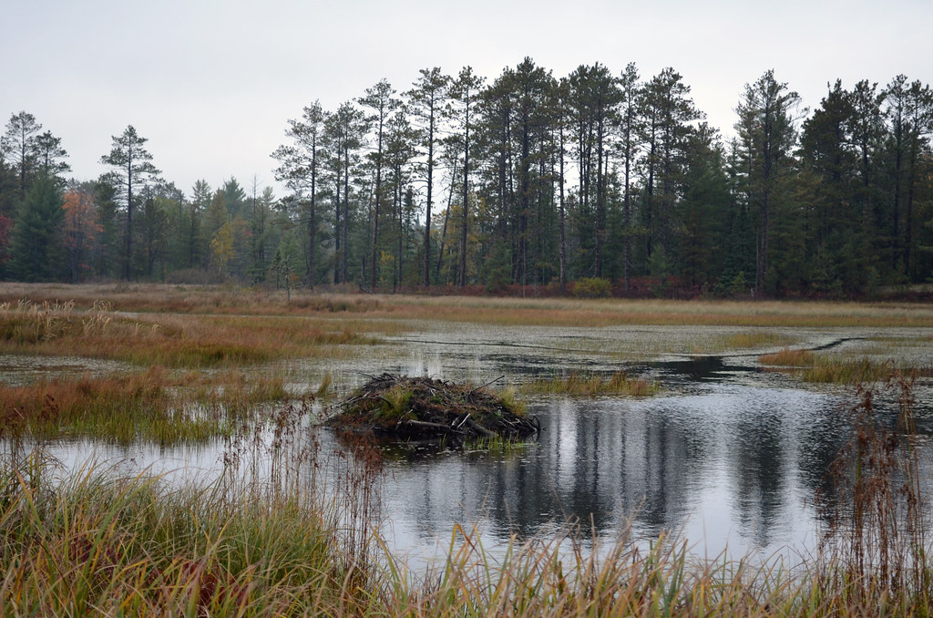 Beaver Lodge Beaver lodge at Seney National Wildlife Refug… Flickr