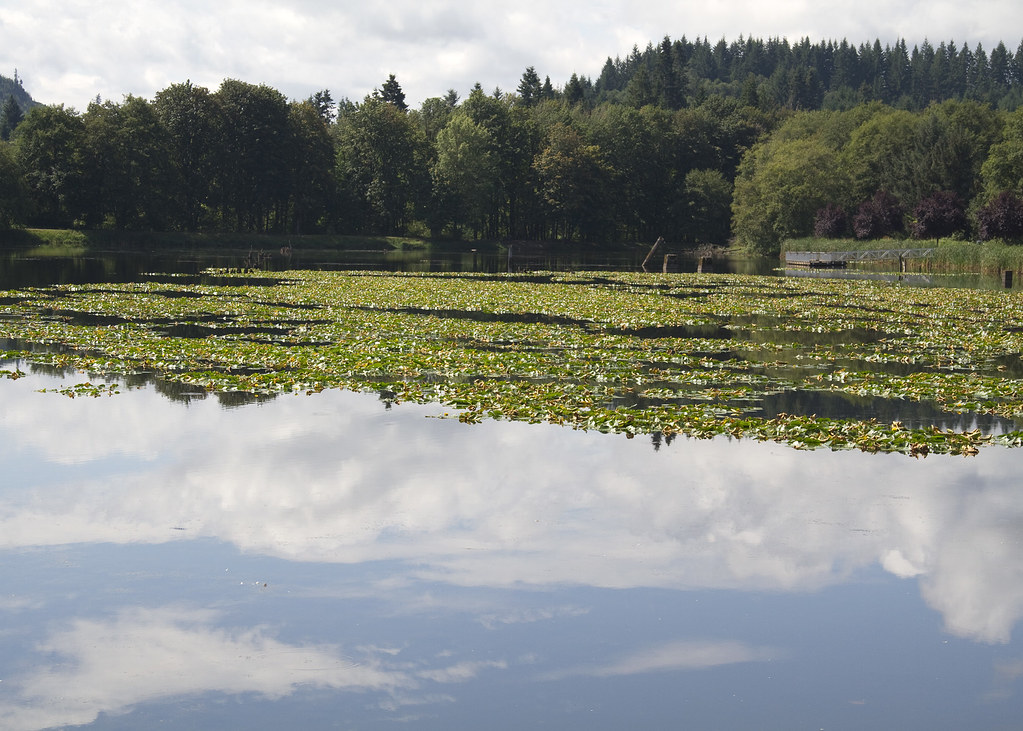 001_vernonia_pond_munsel_odfw Photo by Kathy Munsel, Oreg… Flickr