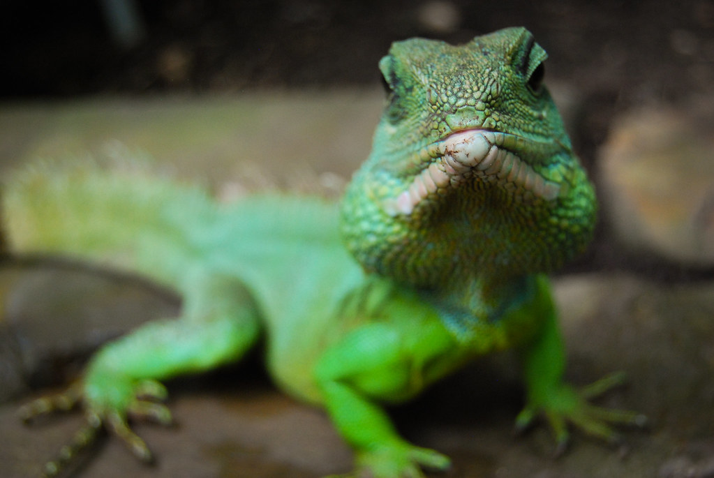 Grüne Wasseragame Male Chinese Water Dragon Physignath… Flickr
