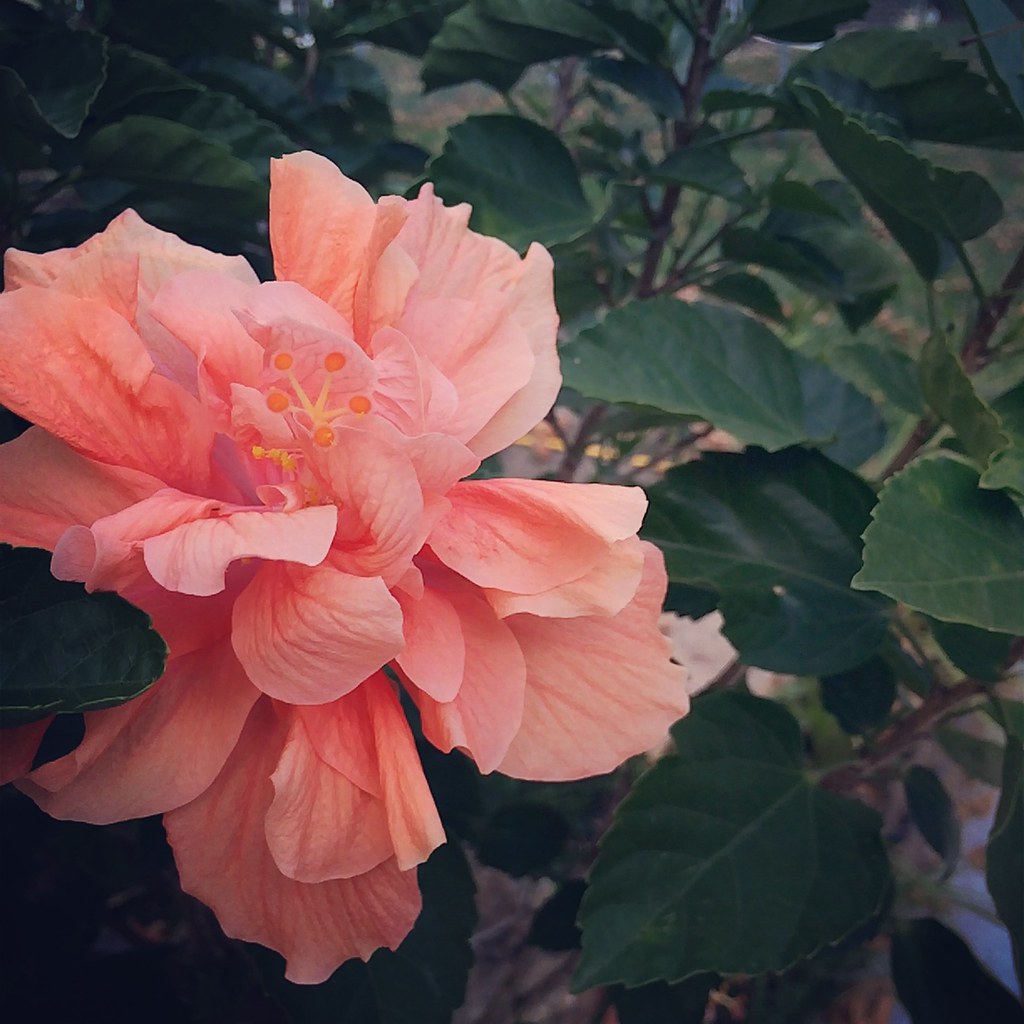 Untitled Mareah Van Zante Flickr