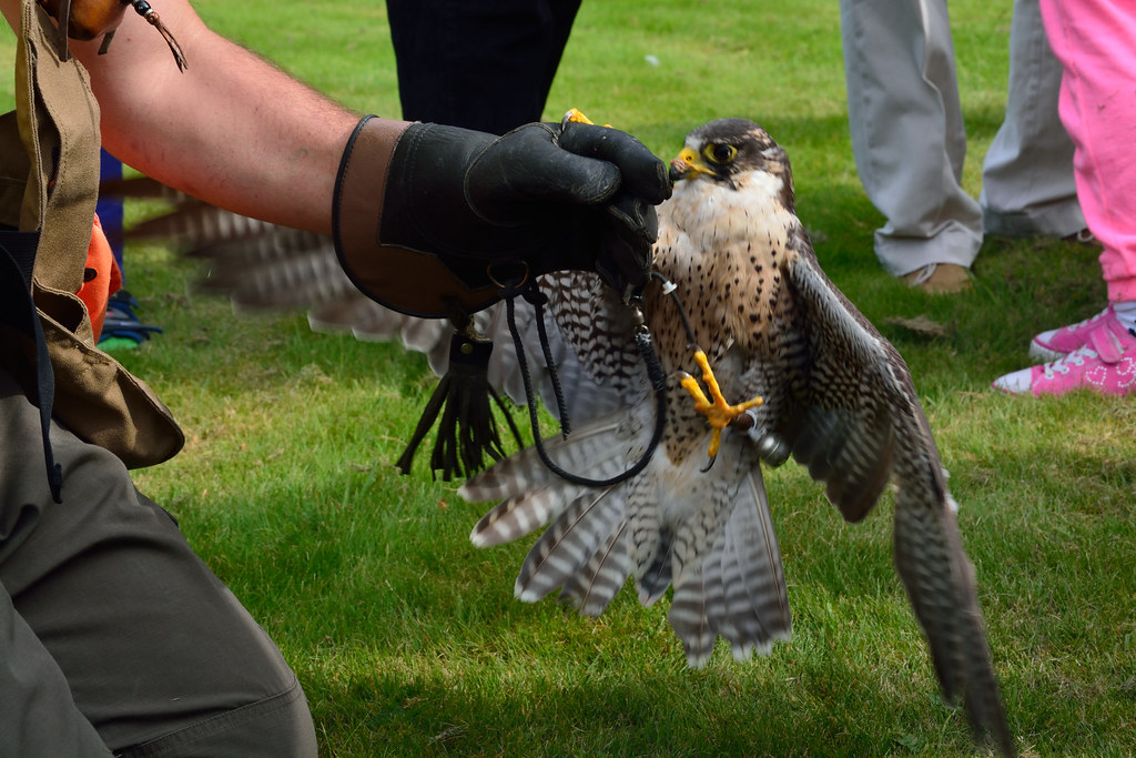 Falcon & Handler Lucan Festival John O'Brien Flickr