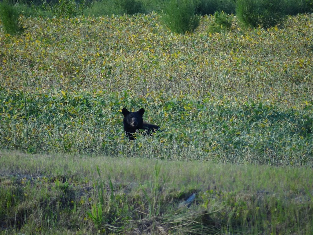Alligator River National Wildlife Refuge Jaci Starkey Flickr