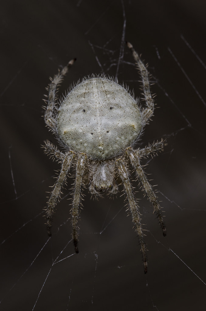 Barn Spider, Araneus cavaticus (Keyserling, 1881) Dublin, … Flickr