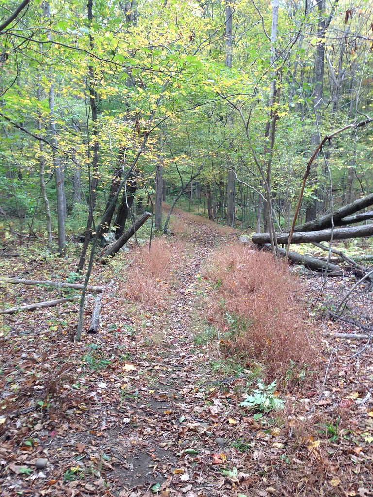 04 Kincaid Woods Yellow Trail 04 Mad Hare Imagery Flickr