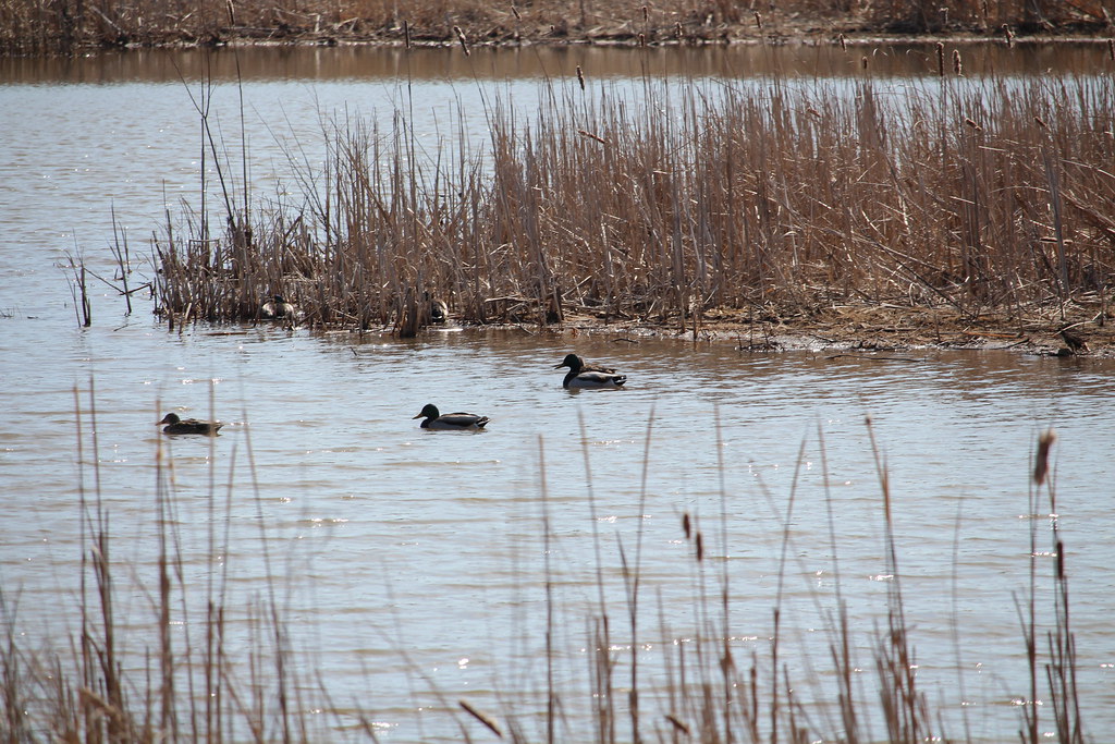 Jelke Creek Bird Sanctuary j.miner Flickr