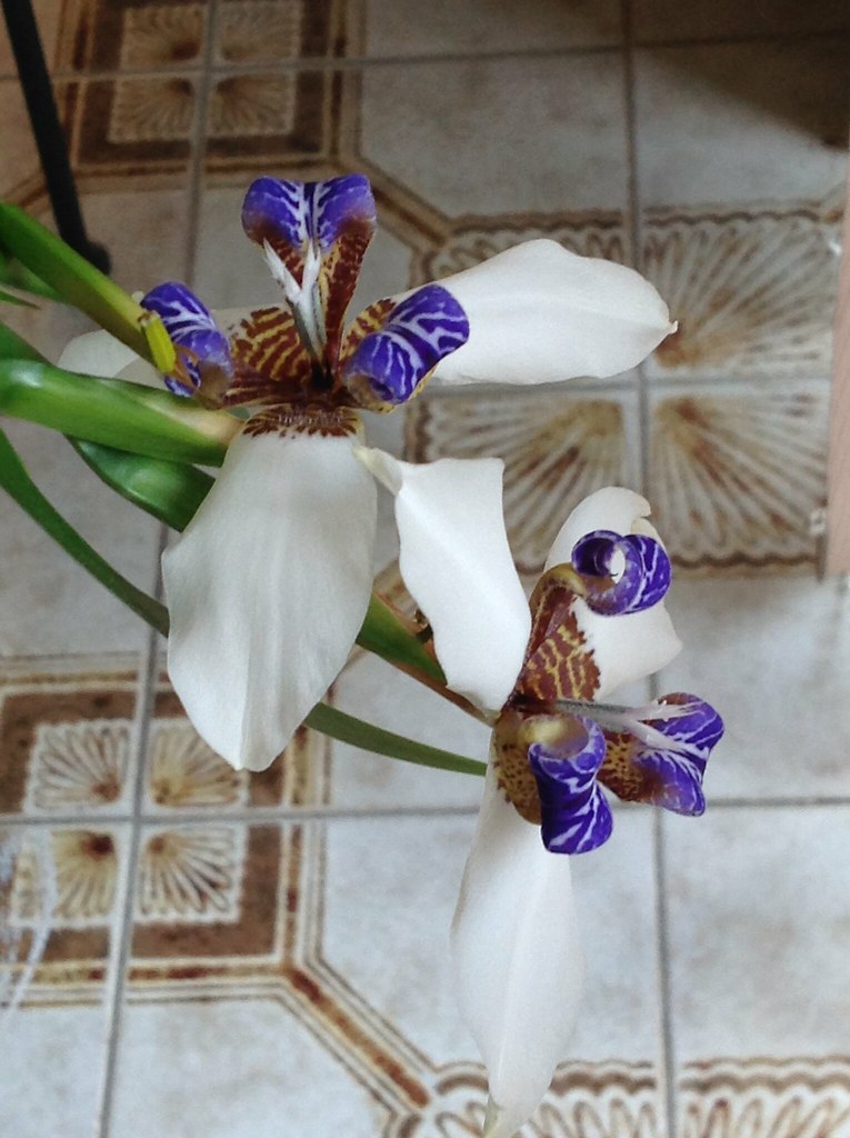 Brazilian lilly Flowers open, bloom and die within a coupl… Flickr