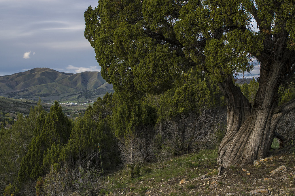 Juniper above Mink Creek at Pocatello, Idaho Ralph Maughan Flickr