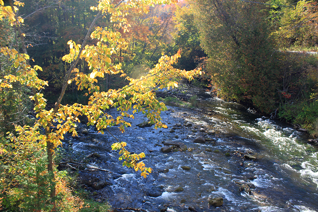 Forks of the Credit, Fall 2014 Forks of the Credit, Fall 2… Flickr