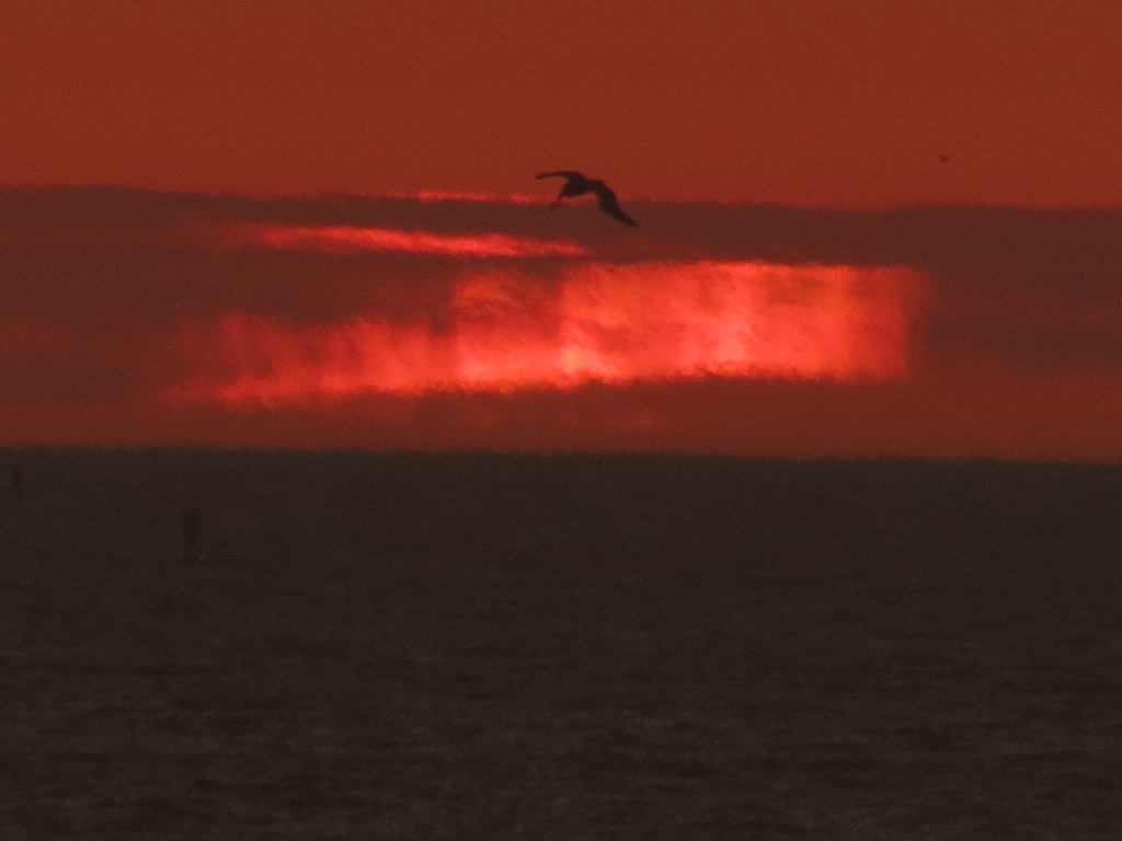 IMG_4181 Mila Zinkova Flickr