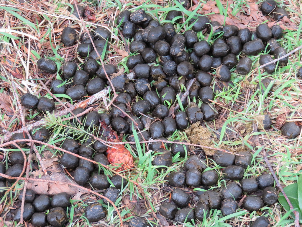 Elk Poop If the droppings are dry and cracked, they were n… Flickr