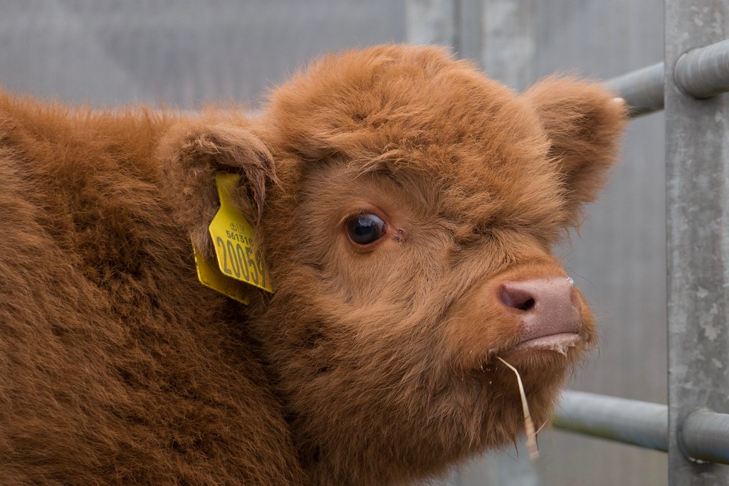 Baby highland Coo! Suisan Ruadh 60th of Pollok is the name… Flickr