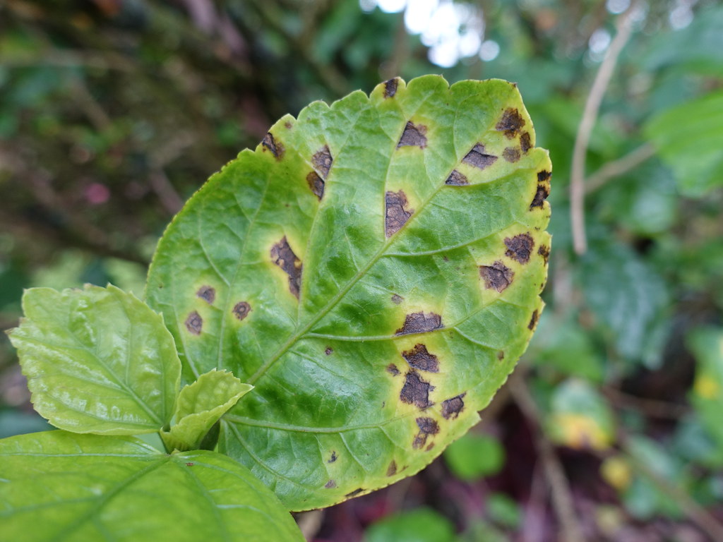 Hibiscus Bacterial leaf spot Read www.ctahr.hawaii.edu/o… Flickr