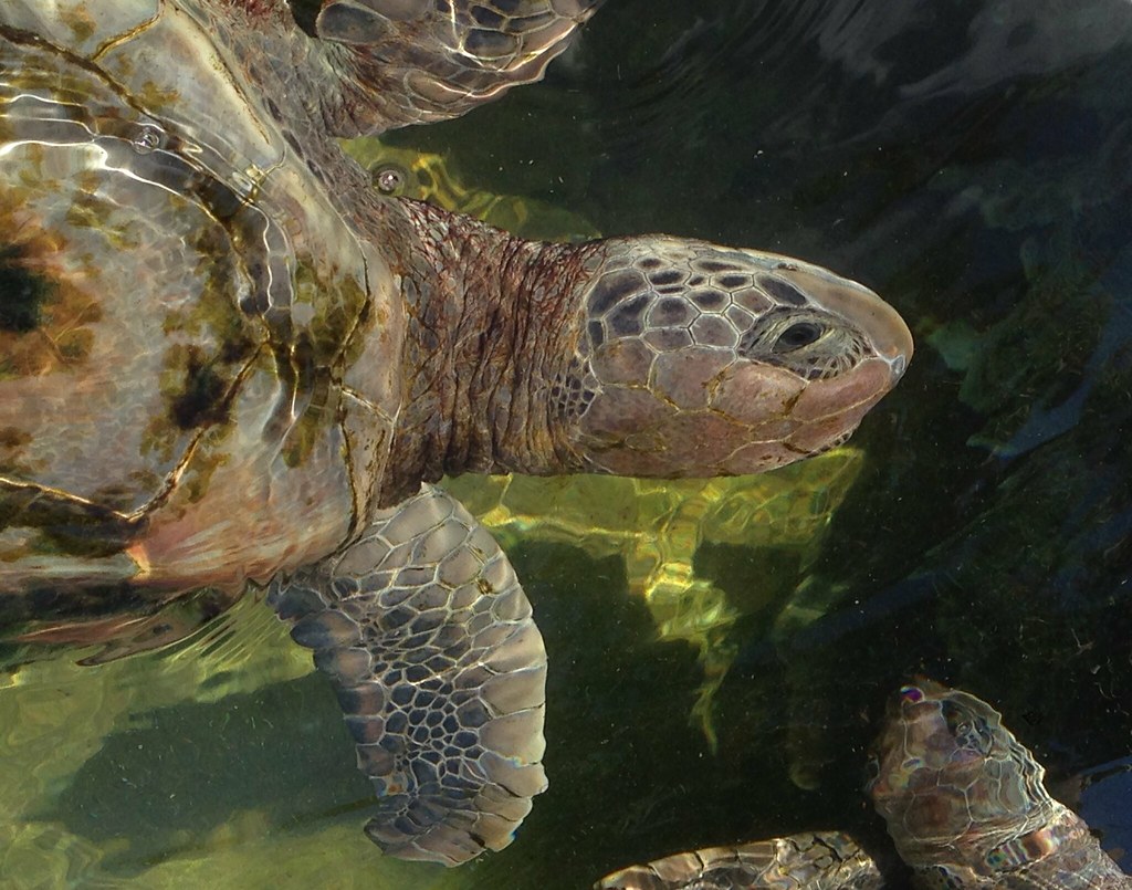 20141006 Grand Cayman Turtle Farm 20141006