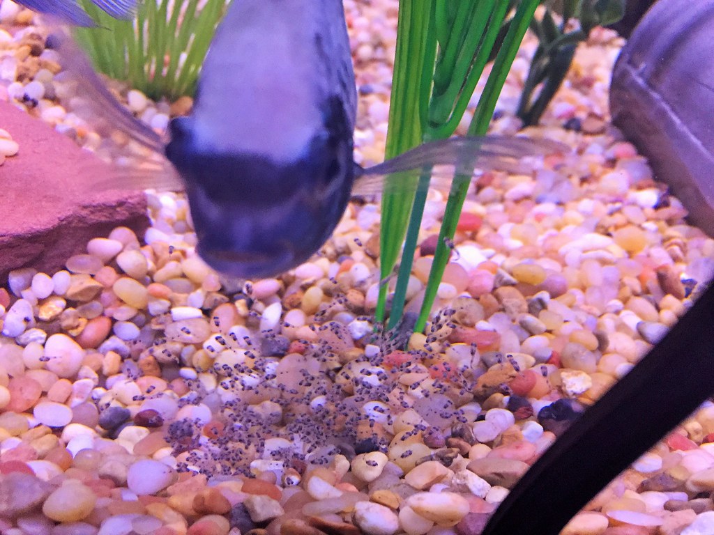 Electric Blue Acara Fry Eggs Laid 7/27/15 Hatched 7/29/15 … Flickr
