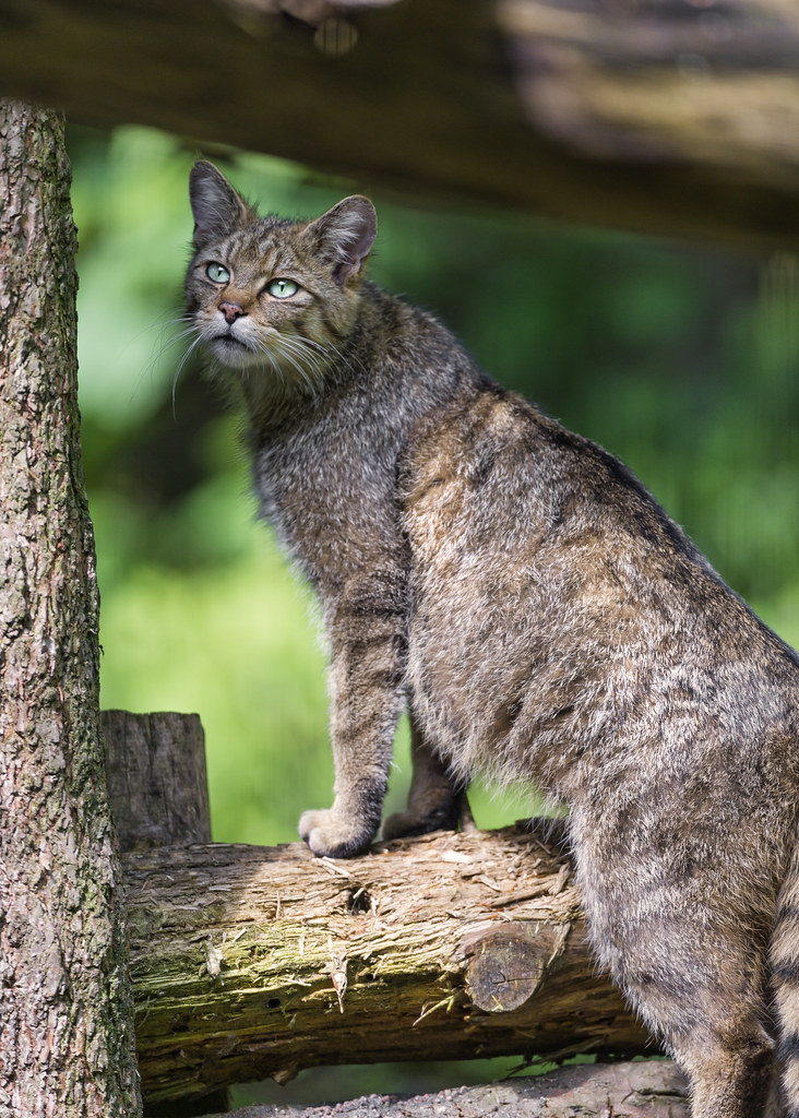 Wild cat posing well on the tree Wild cat posing and climb… Flickr