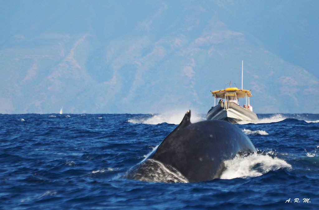 Whale Watching Maui, Hawaii I took this shot during a