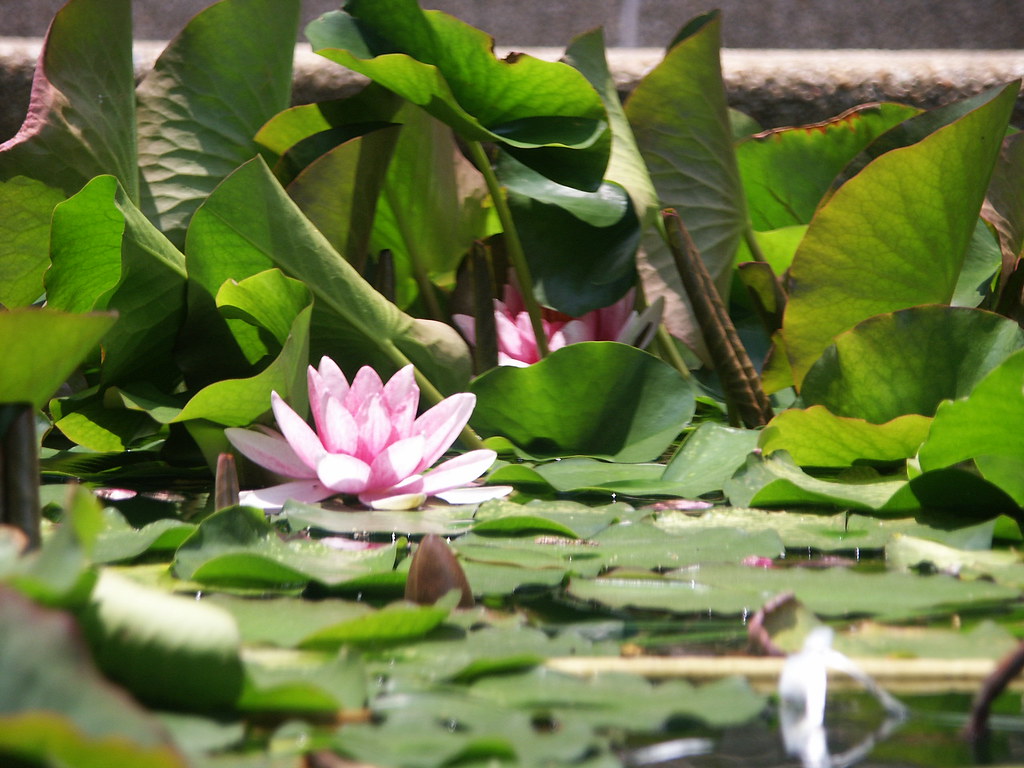 NC water lily hiding in the jungle Water lilies bloomed … Flickr