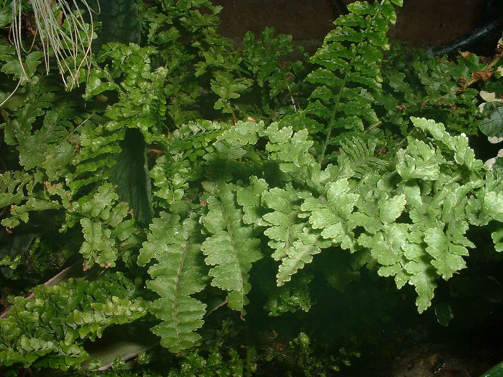 Nephrolepis exaltata 'Fluffy Ruffles'0001 Henryr10 Flickr