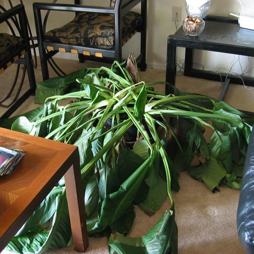 7 Tipps, um sterbende Pflanzen zu retten Geniale Tricks