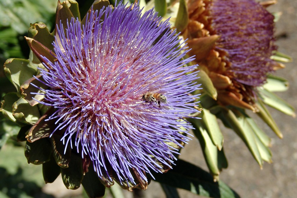 Artichoke Flower and Bee at Cakebread Cellars A bee collec… Flickr