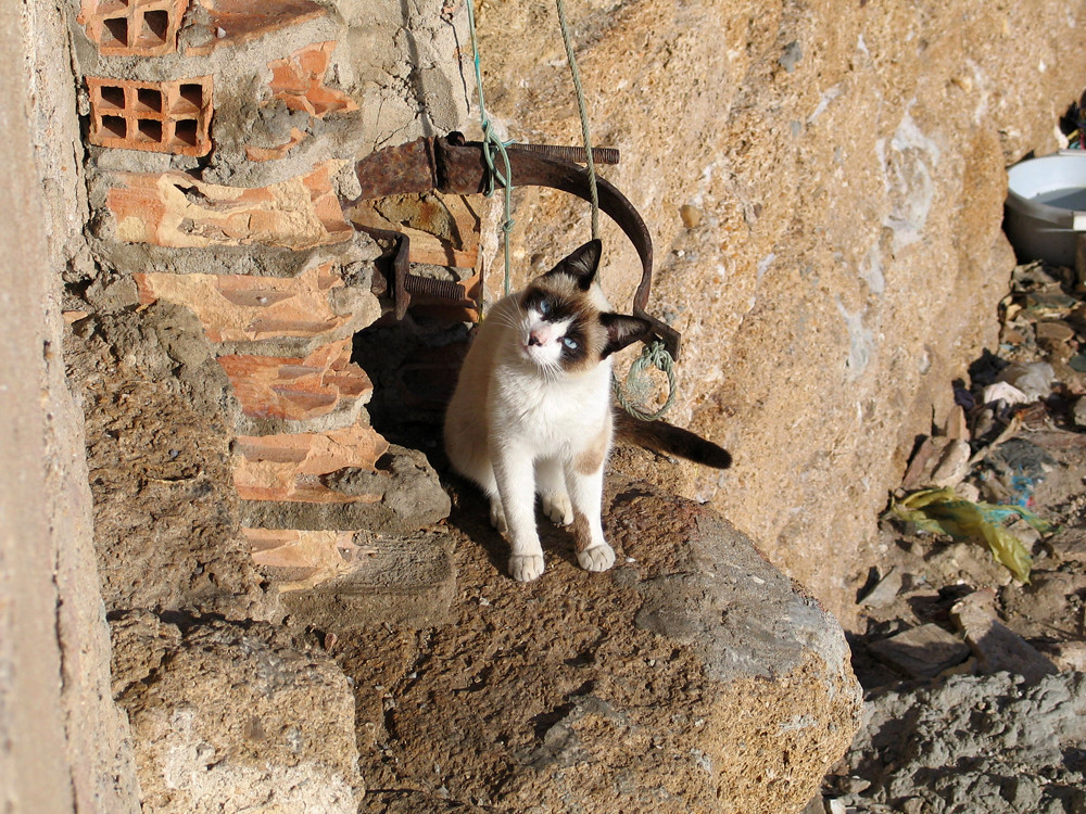 cat millions of cats in cadiz Bill MacEwen Flickr