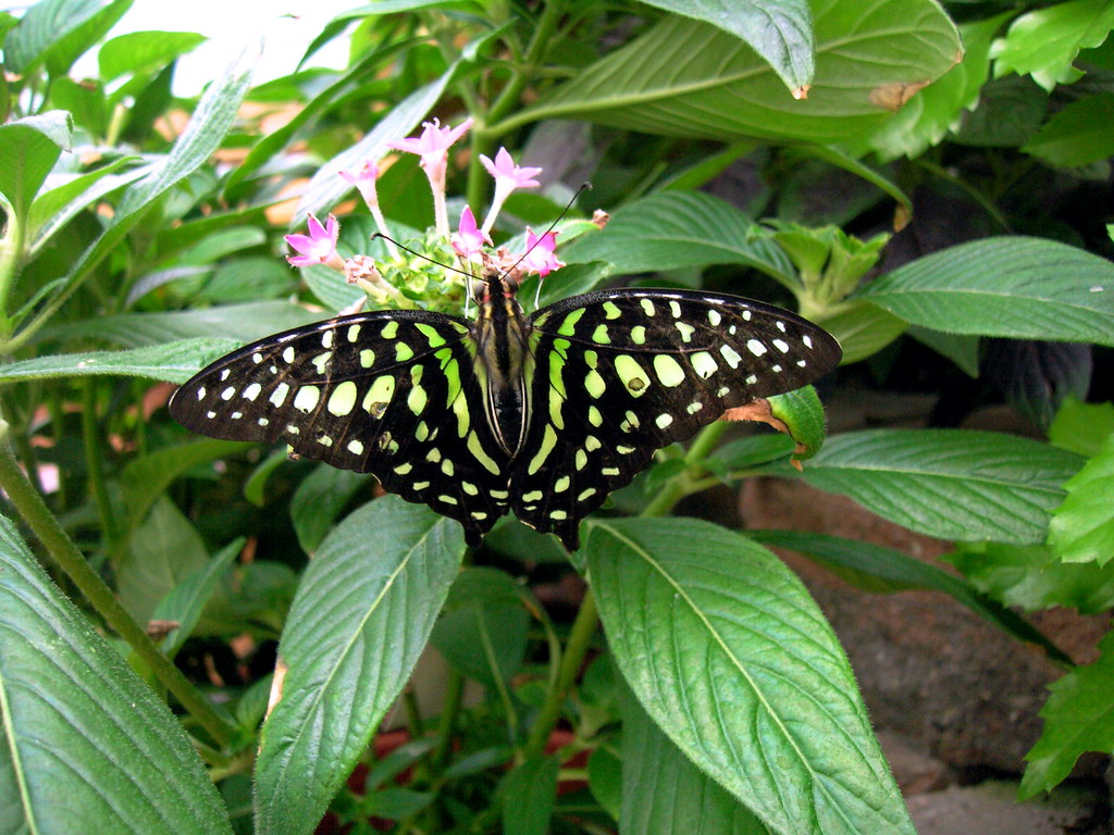Tailed Jay Butterfly Butterfly House of Whitehouse, Ohio U… Kelly Flickr