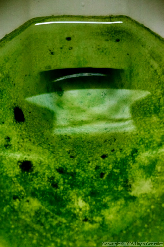 Toilet algae Again at my friends' new house. Long time unf… Flickr