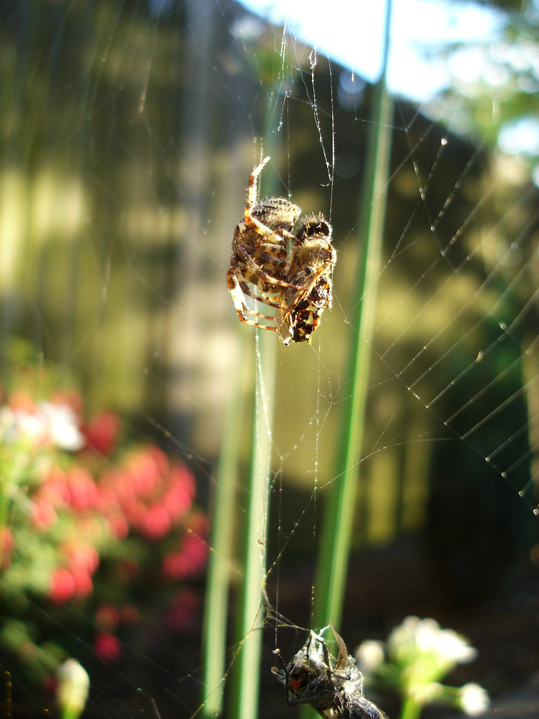 The food chain Spider with his 'food parcels'. Taken in ou… Flickr