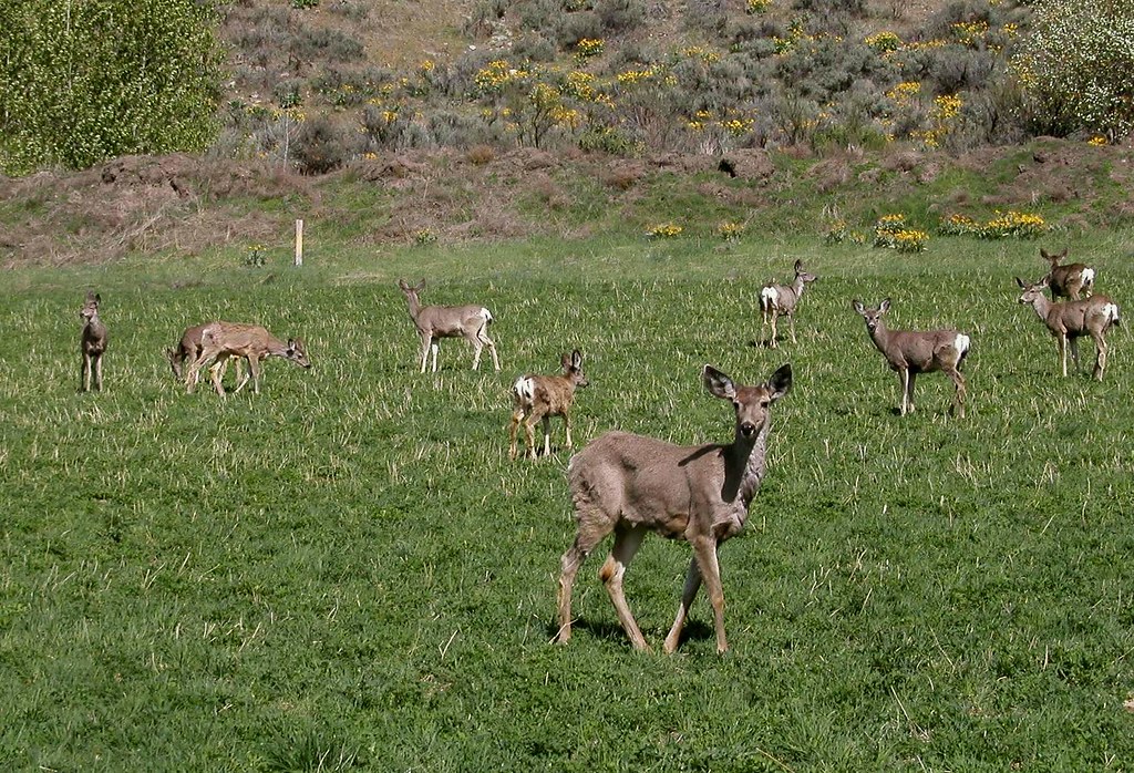 North Cascades Highway / Grande Coulee Dam Road Trip 06 Flickr