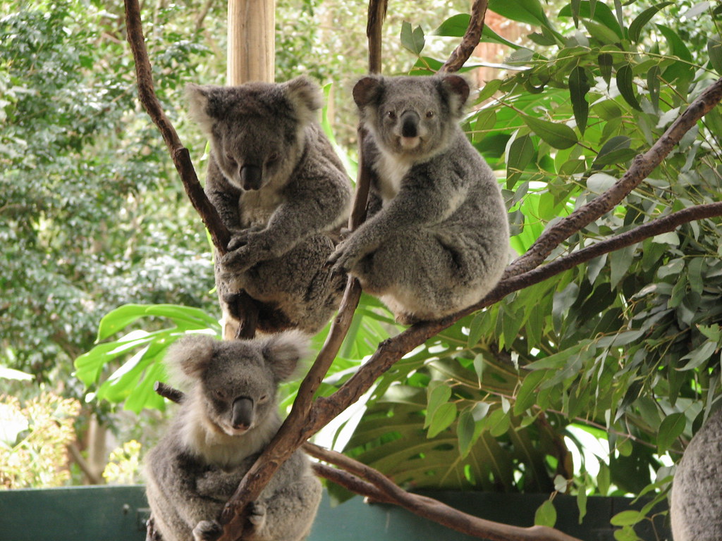 Koala park sanctuary, Sydney, Australia They sleep for twe… Flickr