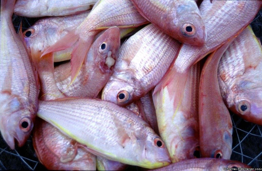 "Sultan Ibrahim" fish / Fische Caught a short time ago in … Flickr
