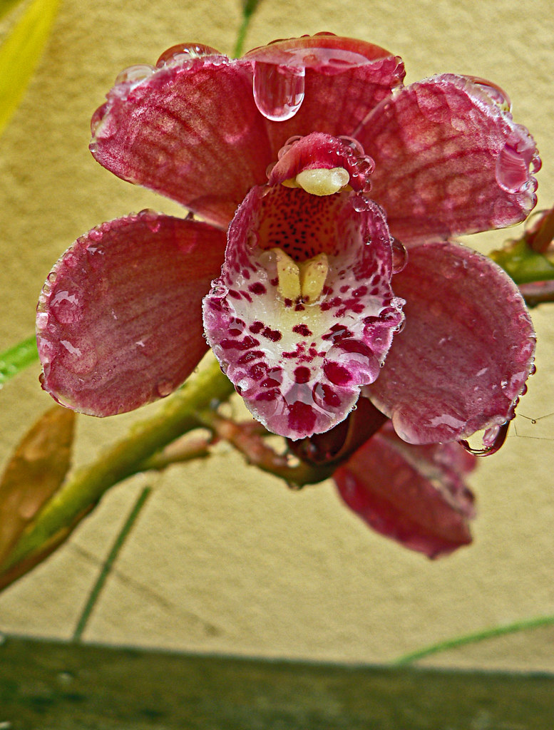 orchid drops Brenda Anderson Flickr
