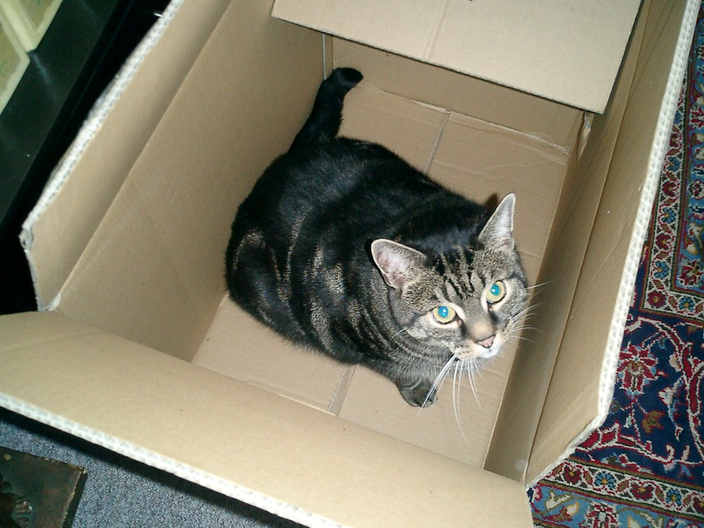 Katze im Karton Ist selber reingehüpft und hat dann geguck… Flickr