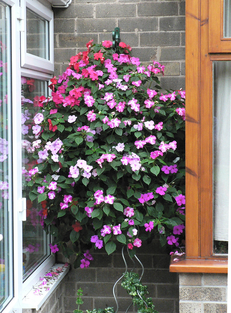 Gap filler A hanging tower planted with busy lizzies (impa… Flickr