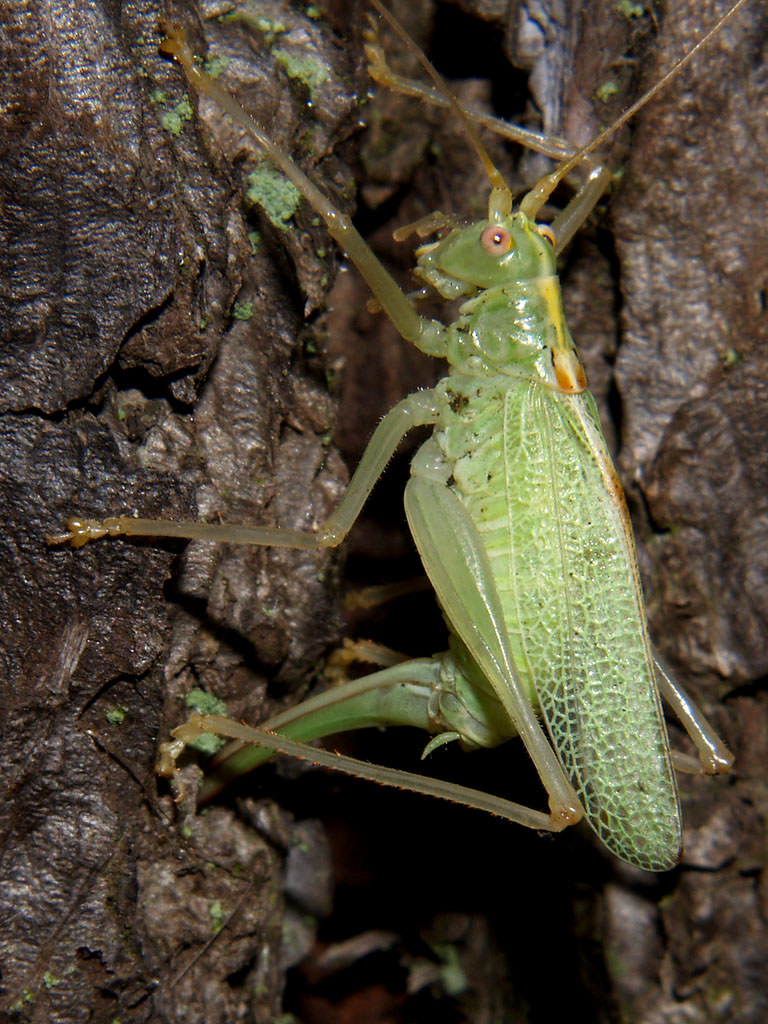 Oak Bush cricket Oak Bush cricket (Meconema thalassinum) o… Flickr