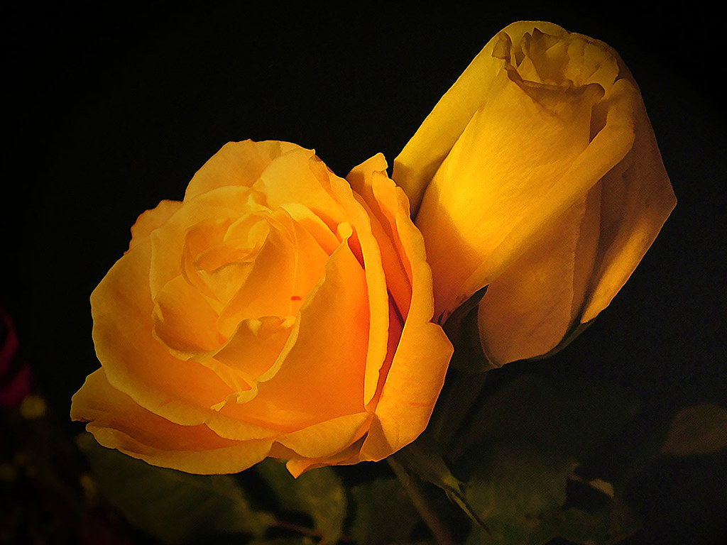Yellow Roses Yellow roses signify strong feelings of pure … Flickr