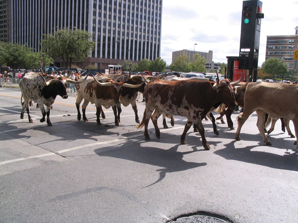 downtown dallas stampede 027 Leia Scofield Flickr