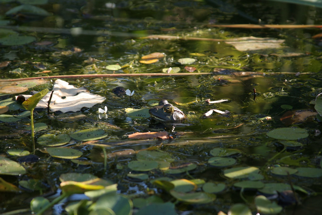 Are Frogs Good or Bad for My Fish Pond? About Backyard