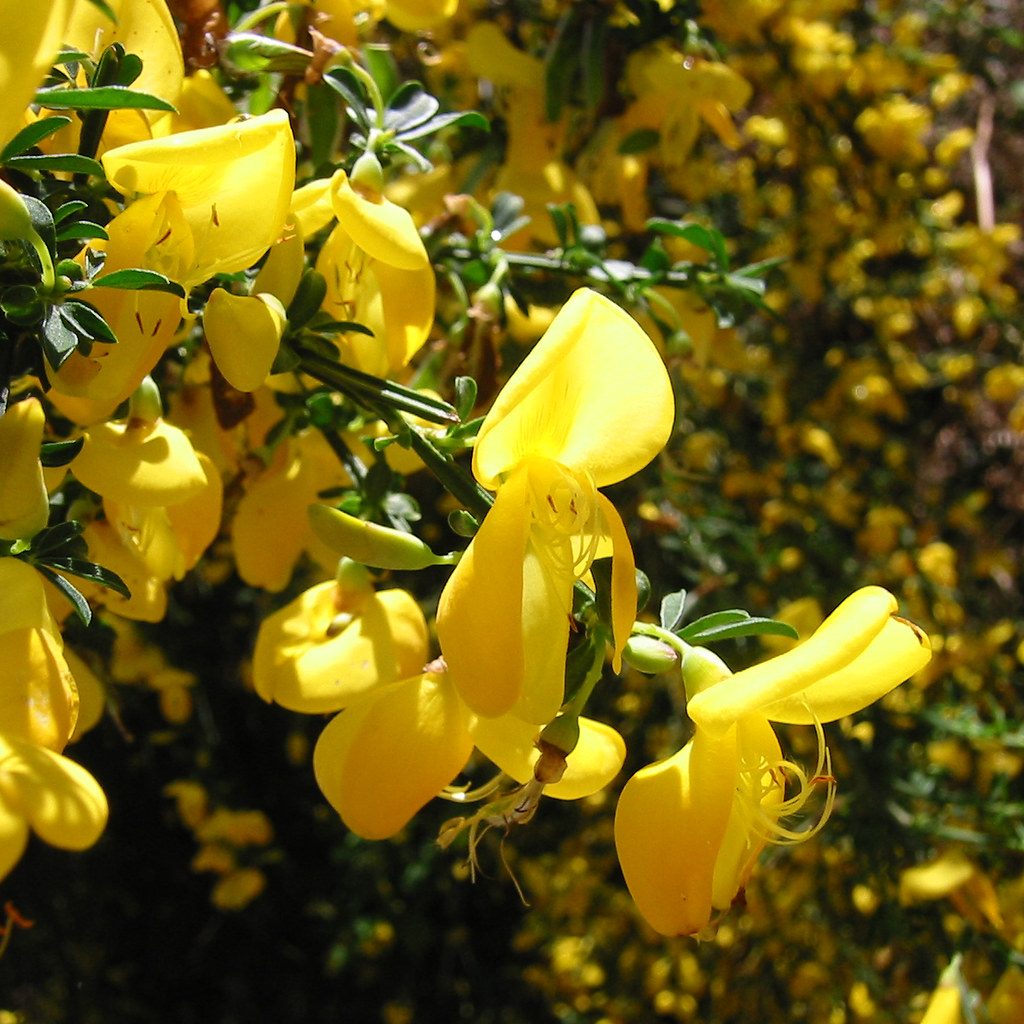 broom flowers Hmm, can't you smell it? Photo taken in the … Flickr