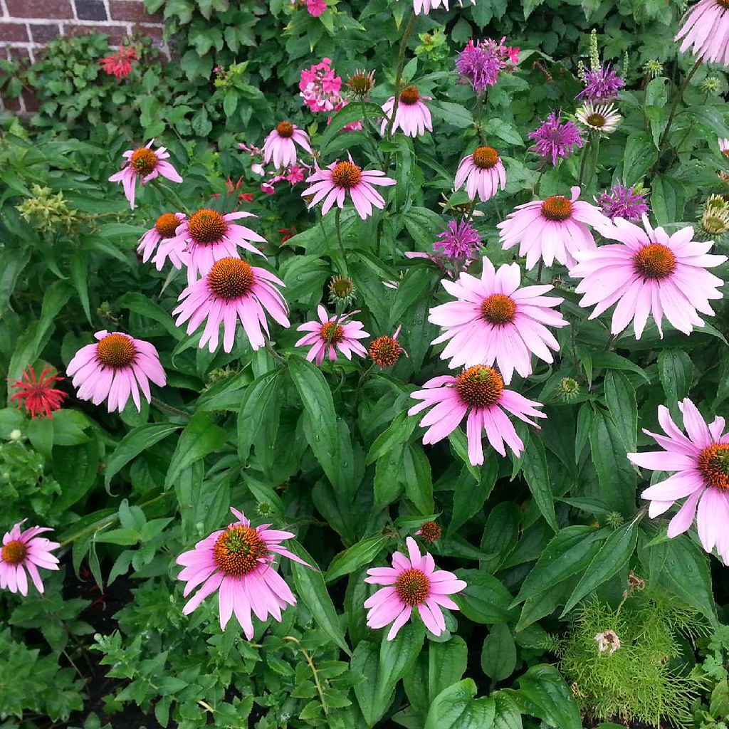 Cone flowers coneflowers pink flower flowers floral … Flickr