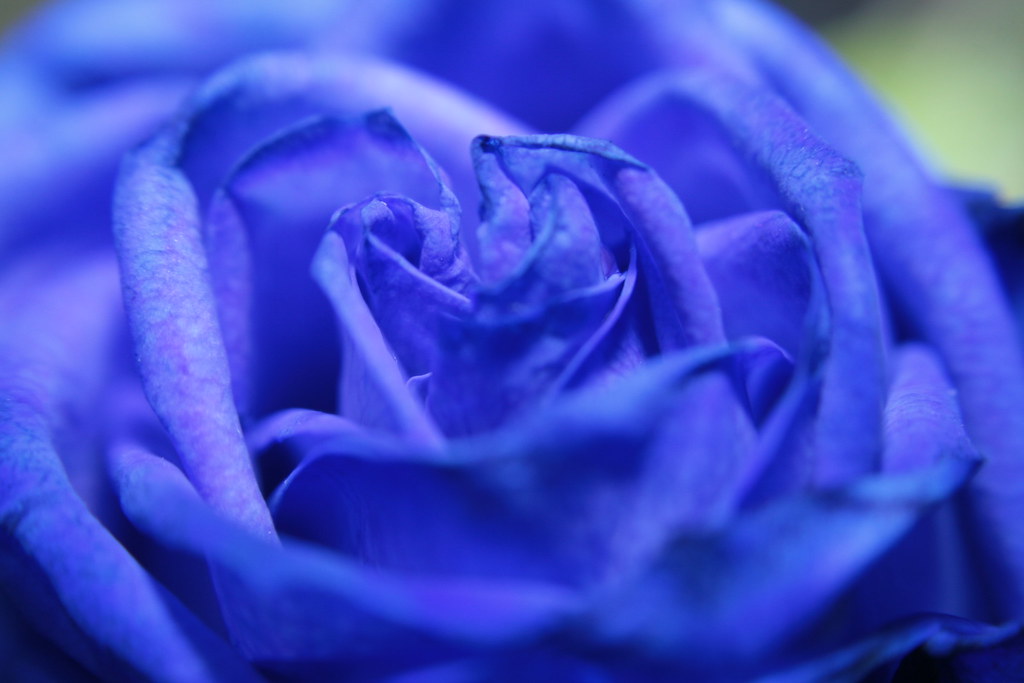Blue Rose Roses are NOT red! ashly marquez Flickr